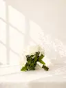b00c1799-1c88-49b0-a48d-c9e5fbc856c2.webp