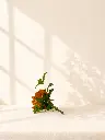 1ee272a9-ed80-4d71-b946-27e6b158b4ed.webp