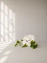 fa76d87e-1835-455e-becd-77b63c36bfa7.webp