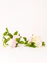 216ae6b5-9fa8-4556-98c9-ba7c9561ca1e.webp